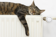 chat au chaud sur un radiateur